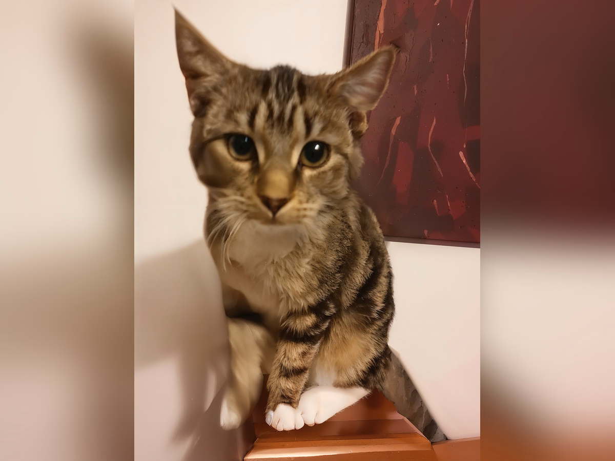 Other · Pebbles our female cat – Mount Eden