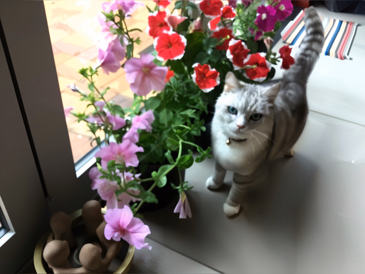 Other · Jubjub our male cat and property manager – Mount Eden